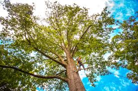 Best Root Management and Removal  in Crystal, MN